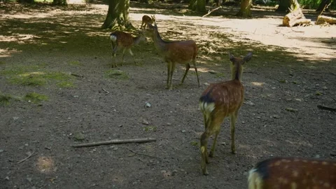 Close up view of sika deer doe Stock Footage 242766160