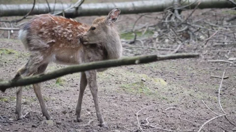 Close up view of sika deer Stock Footage 242123453