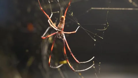 Close view of a silk orb weaver spider Stock Footage 263849150