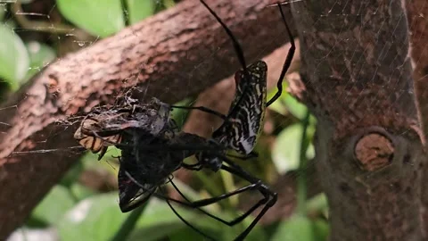 Close view of a silk spider eating  Stock Footage 264291952