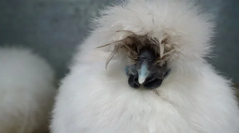 Close-up view of a silkie chicken Stock Footage 57720475