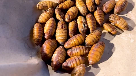 Close Up View of Silkworm Pupae Cluster in Natural Sunlight Stock Footage 326876299
