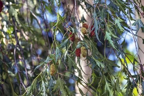 Close view of silver birch catkins and cutleaf foliage Фото