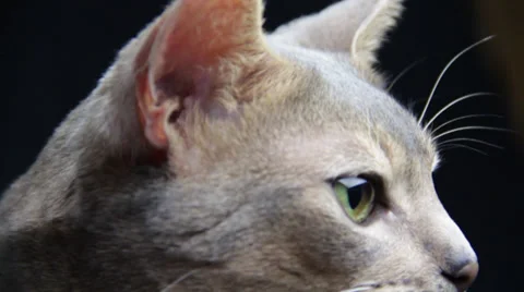 Close view of silver cat Stock Footage 35526825