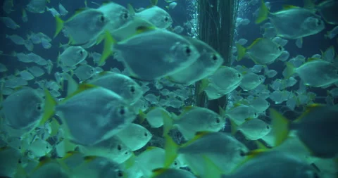 A close-up view of silver fish with yellow tails, captured in a thick, clustered Video stock 306762536
