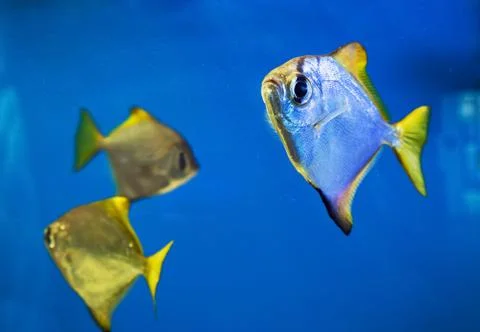Close up view of silver moonyfish, or commonly known as the silver moony, mon Stock Photos