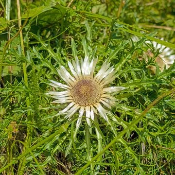 Close view of silver thistle Carlina acaulis in Tyrol Austria 库存照片