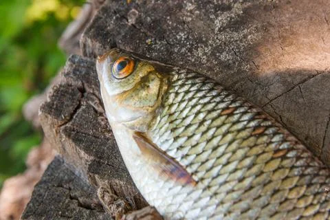Close up view of single common rudd fish on natural vintage wooden background Foto stock