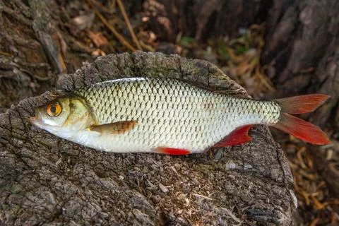 Close up view of single common rudd fish on natural vintage wooden background Stock Photos