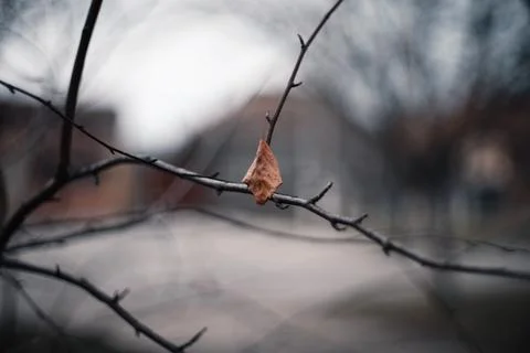 Close-up view of a single dry brown leaf hanging delicately on a bare twig Stock Photos