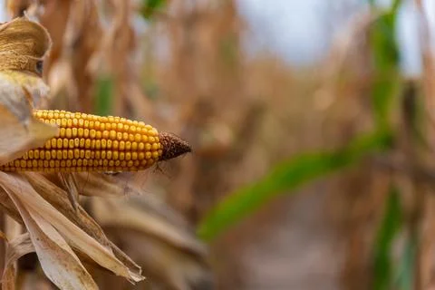 A close-up view of a single ear of corn hanging in a cornfield. Stock Photos