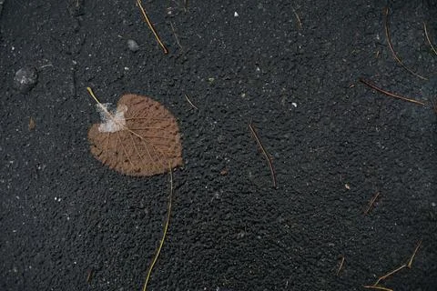 Close-up view of a single fallen brown leaf with snow on wet dark asphalt Stock Photos