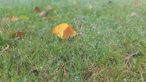 Close View Of Single Fallen Yellow Leaf On Green Grass Lawn Stock Footage 348089791