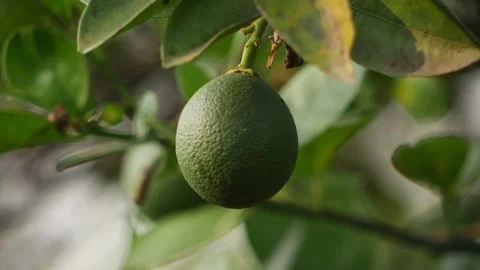 Close view of single green orange on the tree Stock Footage 151952758