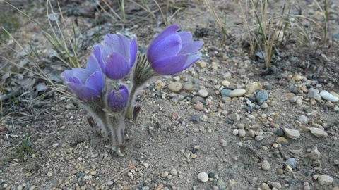 Close-up view of a single group of wild purple crocus flowers  Stock Footage 141748767