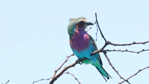 Close up view of Single Lilac breasted Roller bird on a tree branch Stock Footage 308342576