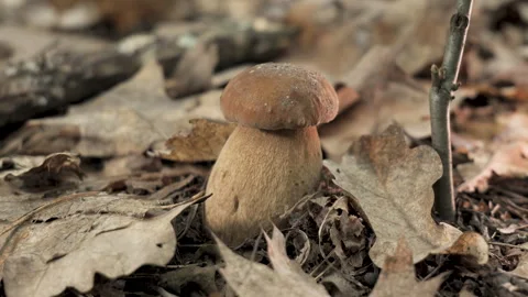 Close Up View of a Single Mushroom Growing in the Forest Stock Footage 278599246