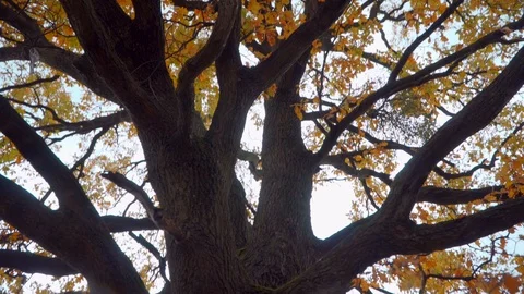 Close-up view of single oak tree in the grass field. Camera zooming out. Video stock 119766844