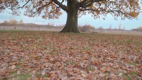 Close-up view of single oak tree in the grass field. Camera zooming in. Stock Footage 119766884