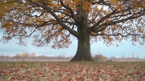Close-up view of single oak tree in the grass field. Camera zooming in. Video stock 119766921