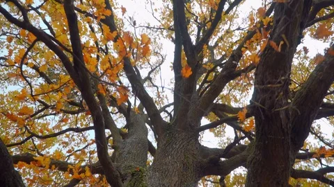 Close-up view of single oak tree in the grass field. Camera zooming out. Stock Footage 119766939