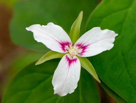 A close up view of a single Painted Trillium flower Stock Photos
