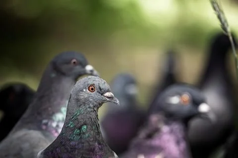 A Close Up View of a Single Pigeon in a Group of Pigeons Stock Photos