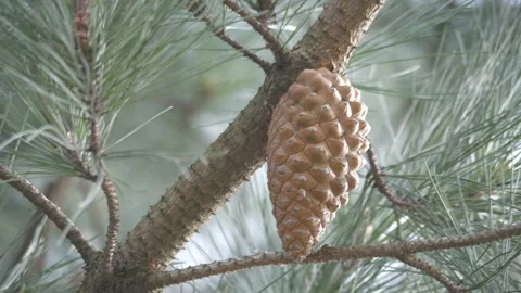 A close up view of a single pine cone. Video stock 149272382