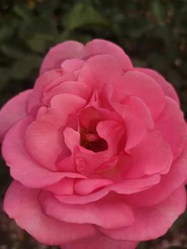 A close-up view of a single, pink rose in full bloom. Stock Photos
