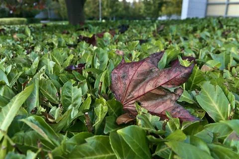 Close-up view of a single red maple (Chrimson King) leaf on laurel hedge Stock Photos