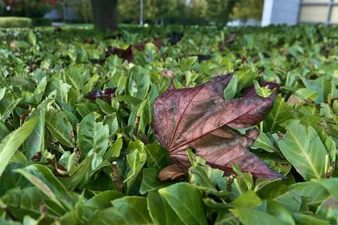 Close-up view of a single red maple (Chrimson King) leaf on laurel hedge Stock Photos