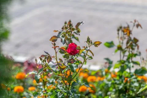 Close-up view of single red rose blossom perched on tall thorny stem surround Fotos Stock