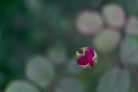 Close-up view of a single small purple rose blooming in autumn on campus Stock Photos