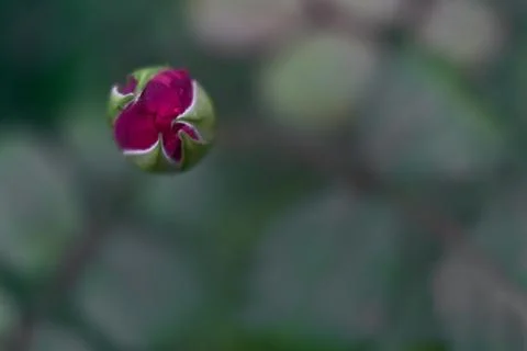 Close-up view of a single small purple rose blooming in autumn on campus Stock Photos