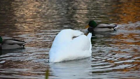 Close up view of single swan diving in lake water Stock Footage 170007896