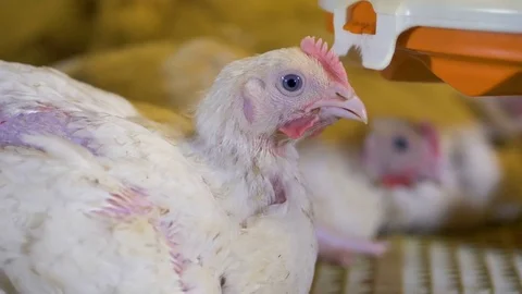 A close-up view on a single white broiler chicken. Stock-Footage 84506832