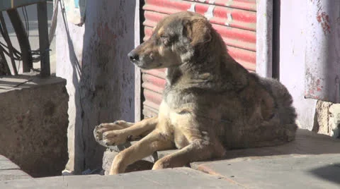 A close view of a sitting dog in India Stock Footage 24633218