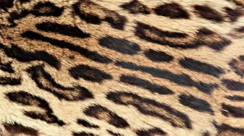 Close-up view of the skin of a leopard. Foto stock