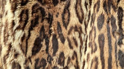 Close-up view of the skin of a leopard. Stock Photos