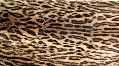 Close-up view of the skin of a leopard. 스톡 사진