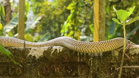 Close-up view of skin of Rat snake crawling on wall. Stock Footage 274798759