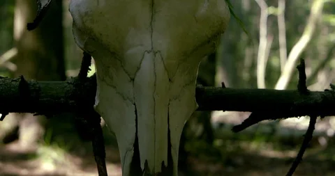 Close-up view of skull of wild horned animal on log in woodland, slim woman is Video stock 112342156