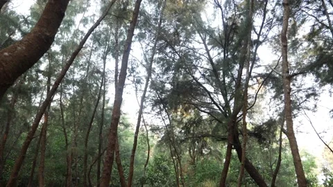 Close view of sky touching trees in a forest in daytime Stock Footage 151963453