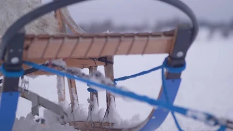 Close-up view of a sled for sled dogs in a winter forest Stock Footage 329254175