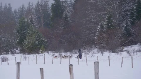 Close-up view of a sled for sled dogs in a winter forest Video stock 329254291