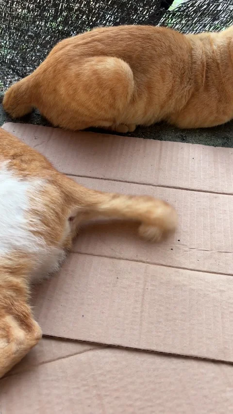 A close-up view of a sleeping ginger cat with its tail subtly twitching Stock Footage 312587664