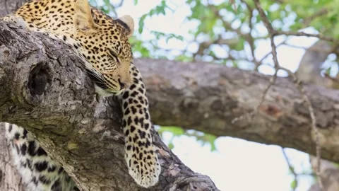 Close-up view of sleepy leopard relaxing on tree branch in Kruger NP Stock Footage 336561215