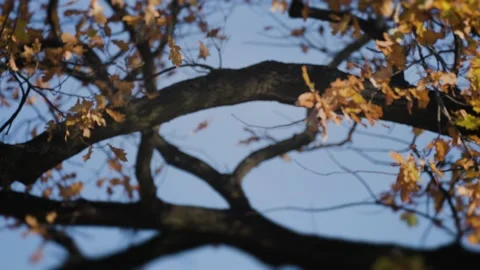 A close-up view of the slender oak tree branches. Bright leaves rustle in 動画素材 166887109