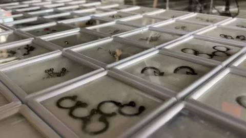 Close up view sliding revealing rows of nose and ear piercing jewelry in box Stock Footage 278349546