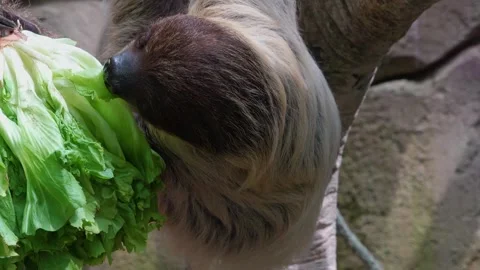 Close view of a sloth eating Stock Footage 272606975